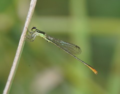 Agriocnemis dobsoni