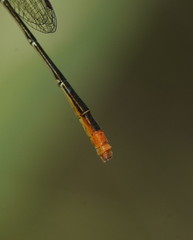 Agriocnemis dobsoni