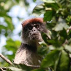 Piliocolobus tephrosceles