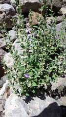 Scutellaria texana