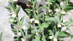 Scutellaria texana