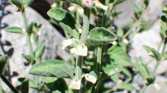 Scutellaria texana