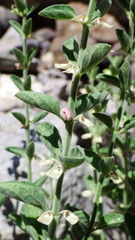 Scutellaria texana