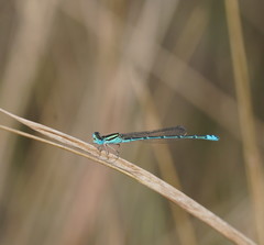 Austroagrion exclamationis