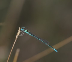 Austroagrion exclamationis