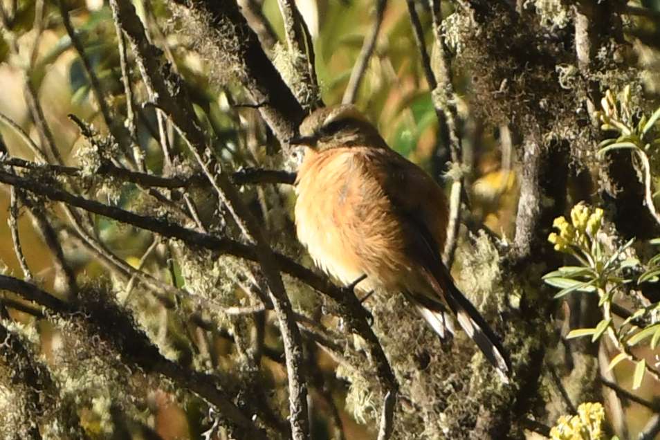 Brown-backed Chat-Tyrant (Ochthoeca fumicolor), photo 2