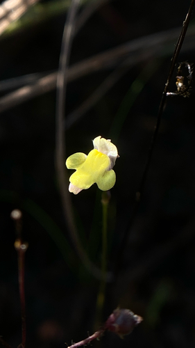 Genlisea filiformis (Genlisea filiformis)