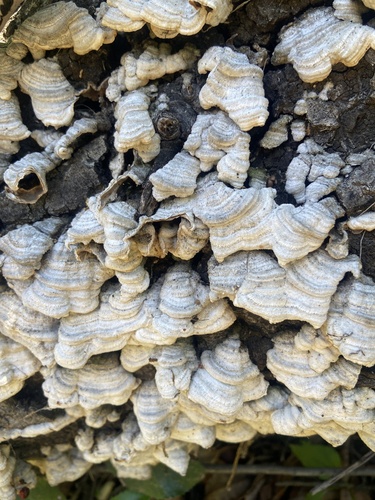 iNaturalist observation photo of hairy curtain crust