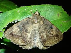 Ommatophora luminosa