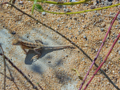 Chalarodon madagascariensis