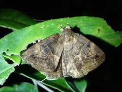 Ommatophora luminosa