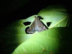 Ommatophora luminosa