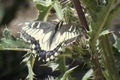Papilio