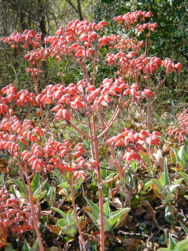 Kalanchoe gastonis-bonnieri