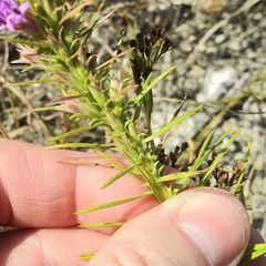 Liatris glandulosa