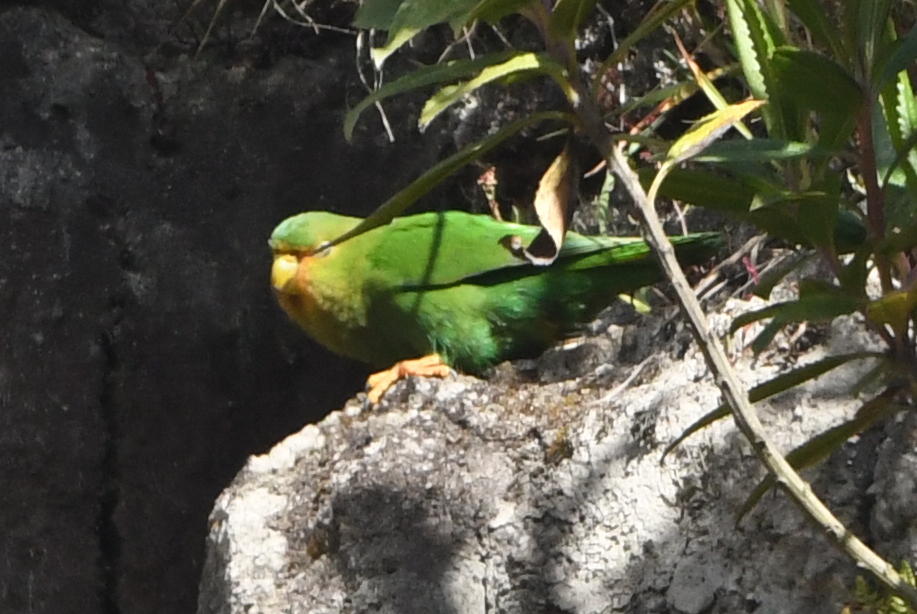 Rufous-fronted Parakeet (Bolborhynchus ferrugineifrons), photo 10