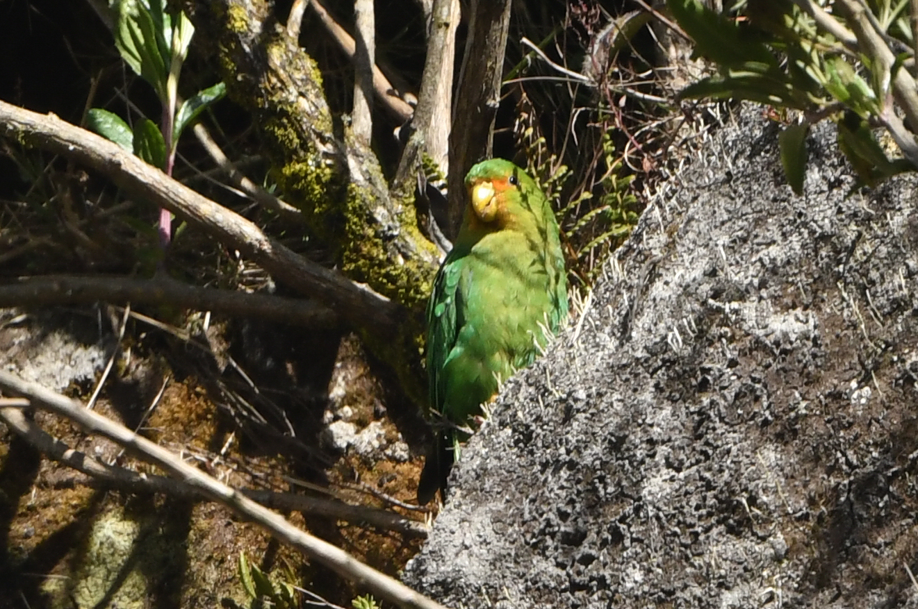 Rufous-fronted Parakeet (Bolborhynchus ferrugineifrons), photo 9