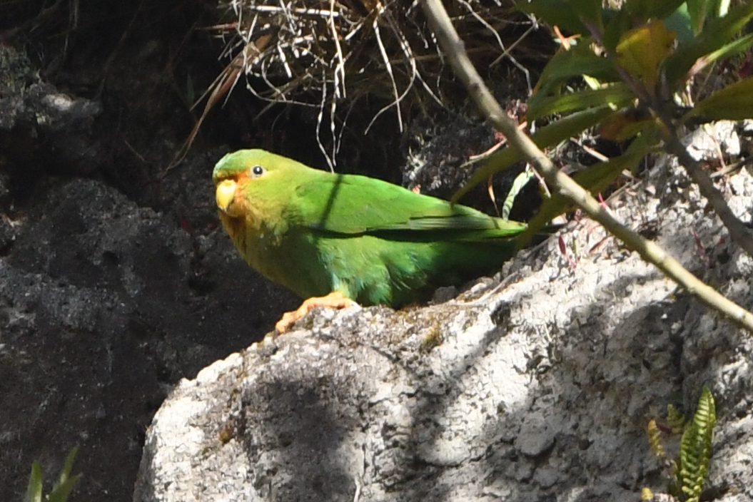 Rufous-fronted Parakeet (Bolborhynchus ferrugineifrons), photo 8
