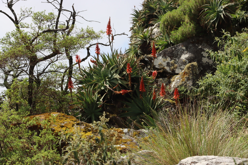 Aloe arborescens, Mt Nyangani summit - north of summit TB, Nyanga National Park, Zimbabwe