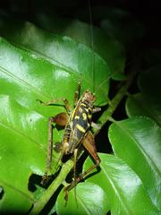 Cardiodactylus guttulus