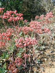 Kalanchoe gastonis-bonnieri image