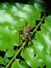 Cardiodactylus guttulus