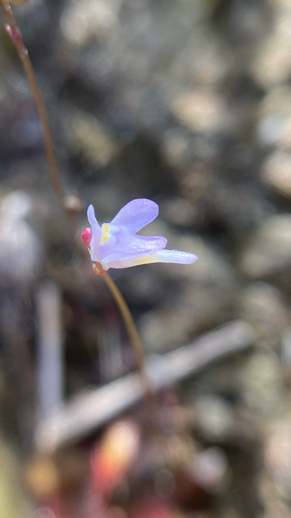 Utricularia damazioi Beauverd