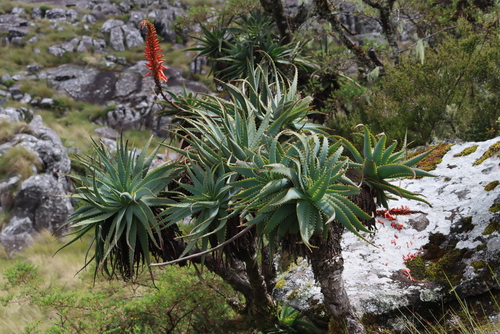 Aloe arborescens