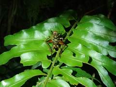 Cardiodactylus guttulus