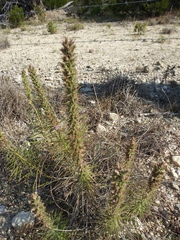 Liatris glandulosa