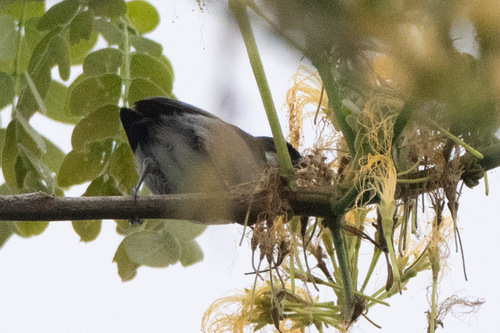 White-eared Conebill (Conirostrum leucogenys), photo 7