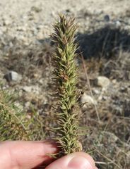 Liatris glandulosa