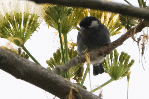 White-eared Conebill (Conirostrum leucogenys), photo 6