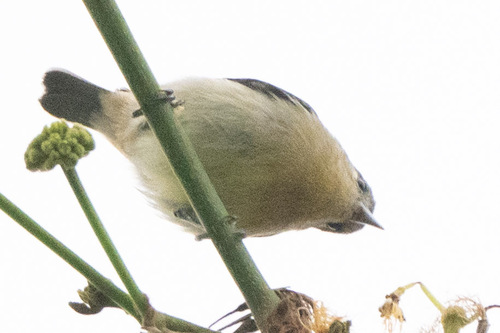White-eared Conebill (Conirostrum leucogenys), photo 9