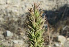 Liatris glandulosa