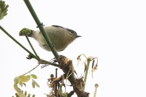 White-eared Conebill (Conirostrum leucogenys), photo 9