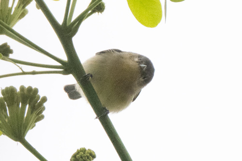 White-eared Conebill (Conirostrum leucogenys), photo 10