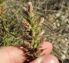 Liatris glandulosa