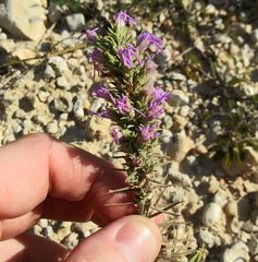 Liatris glandulosa