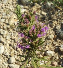 Liatris glandulosa