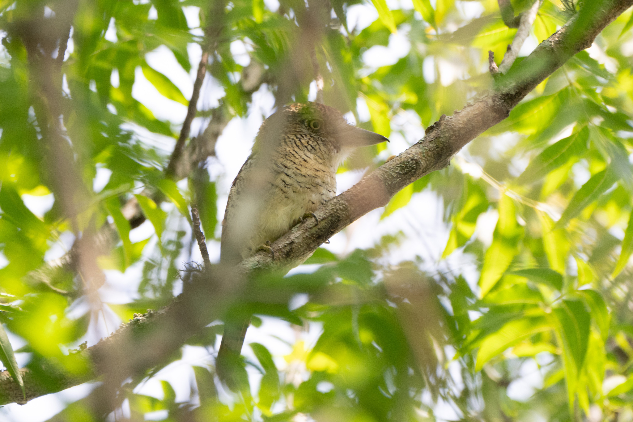 Barred Puffbird (Nystalus radiatus), photo 10