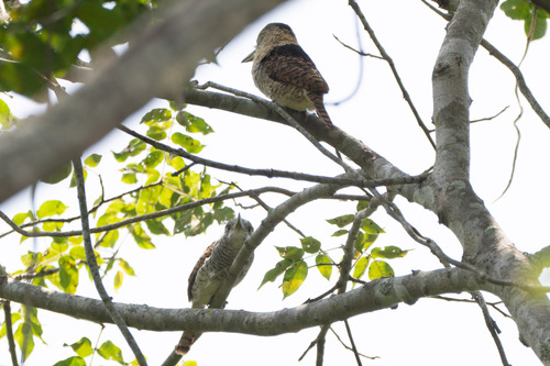 Barred Puffbird (Nystalus radiatus), photo 6