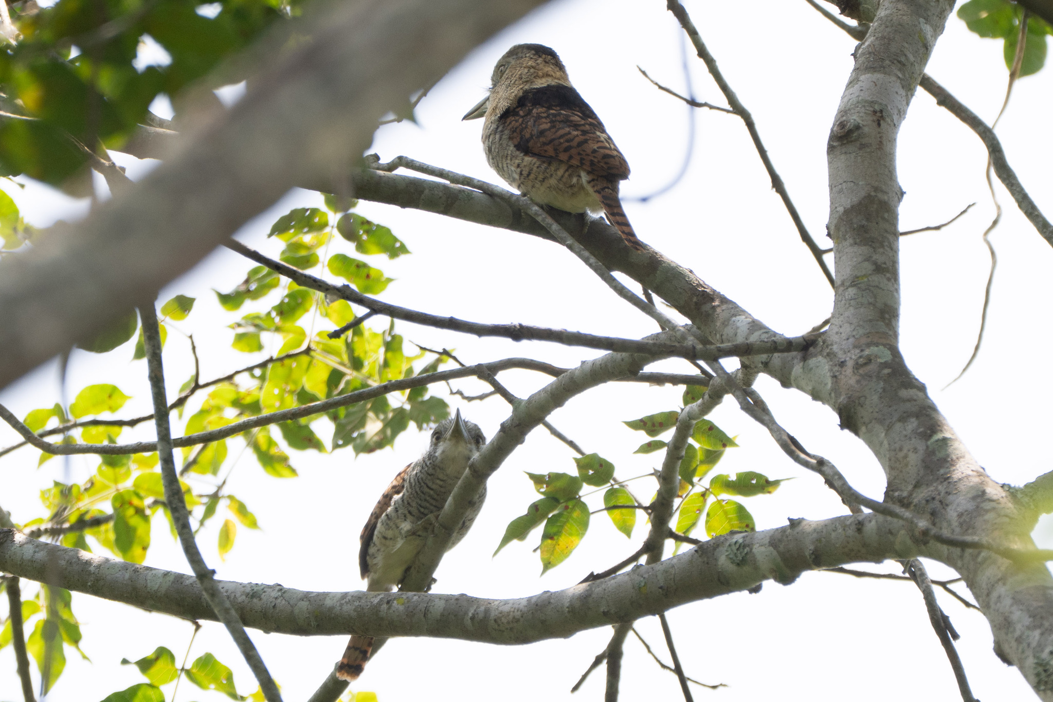 Barred Puffbird (Nystalus radiatus), photo 9