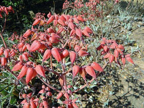 Kalanchoe gastonis-bonnieri