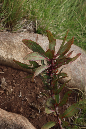 Image of Protea inyanganiensis by (c) Tony Rebelo, some rights reserved (CC BY-SA)