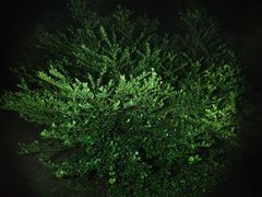 Ilex maximowicziana