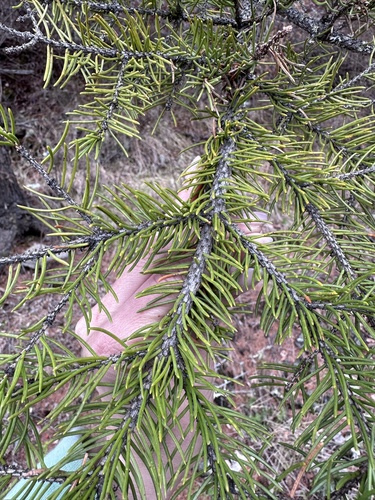 Picea koraiensis, photograph 2