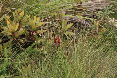Image of Protea inyanganiensis by (c) Tony Rebelo, some rights reserved (CC BY-SA)