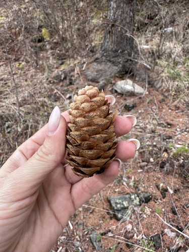 Korean spruce (Picea koraiensis)