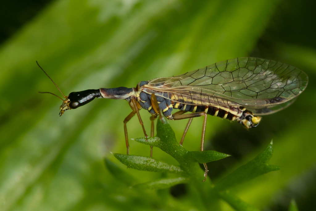 Ornatoraphidia flavilabris